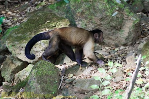 guyane106-iles-du-salut