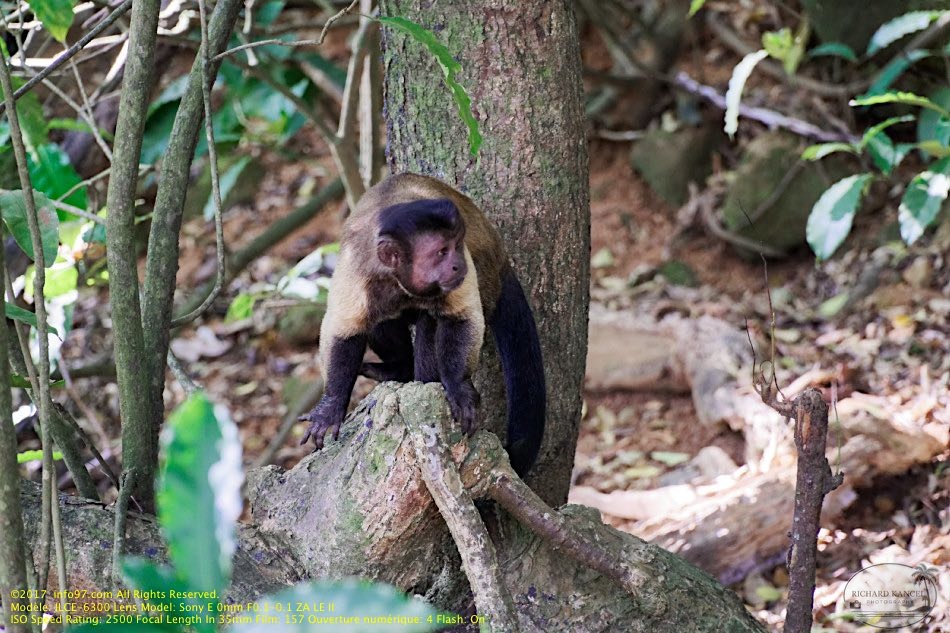 guyane107-iles-du-salut.jpg