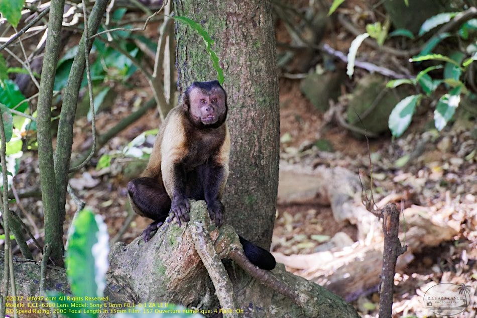 guyane108-iles-du-salut.jpg