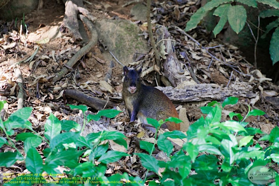 guyane114-iles-du-salut.jpg