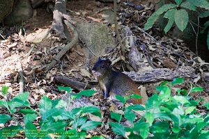 guyane115-iles-du-salut