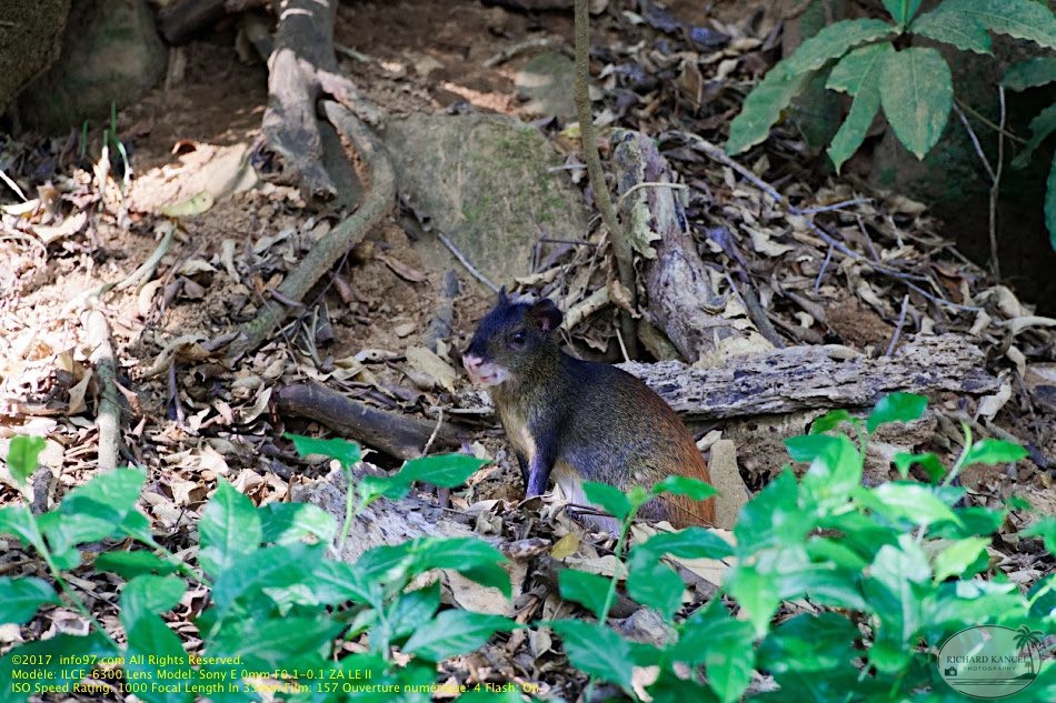 guyane115-iles-du-salut.jpg