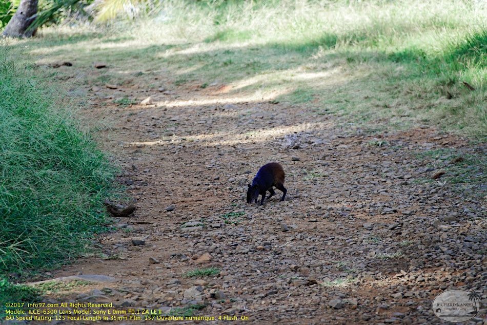 guyane117-iles-du-salut.jpg