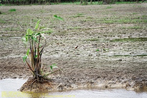 guyane016-marais-kaw