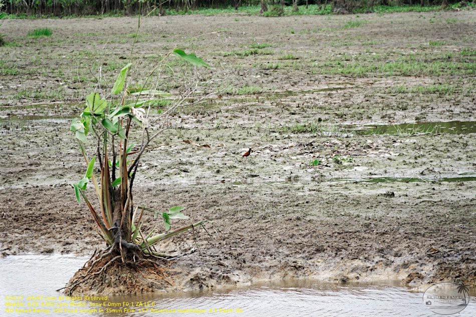 guyane016-marais-kaw.jpg