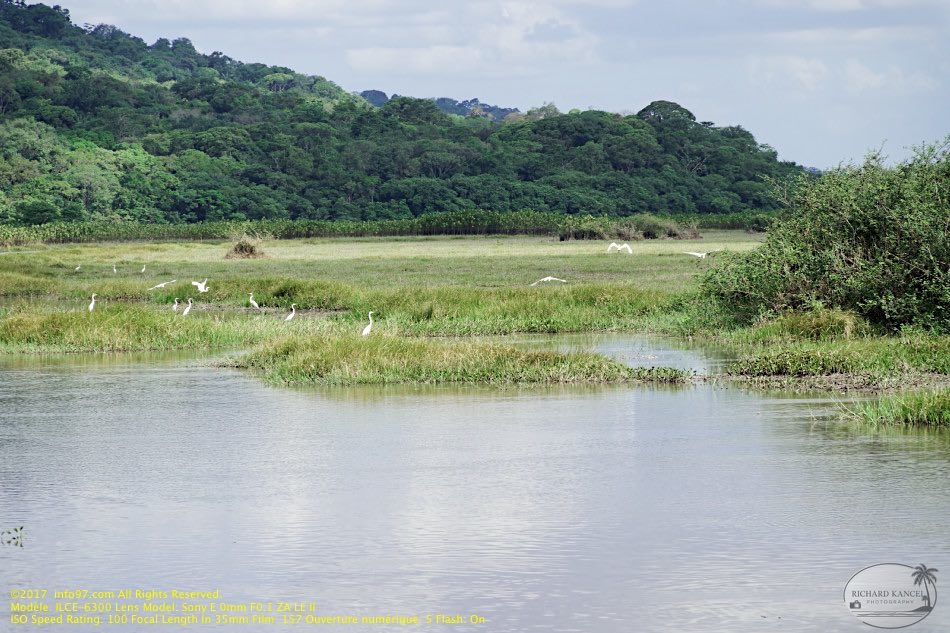 guyane052-marais-kaw.jpg