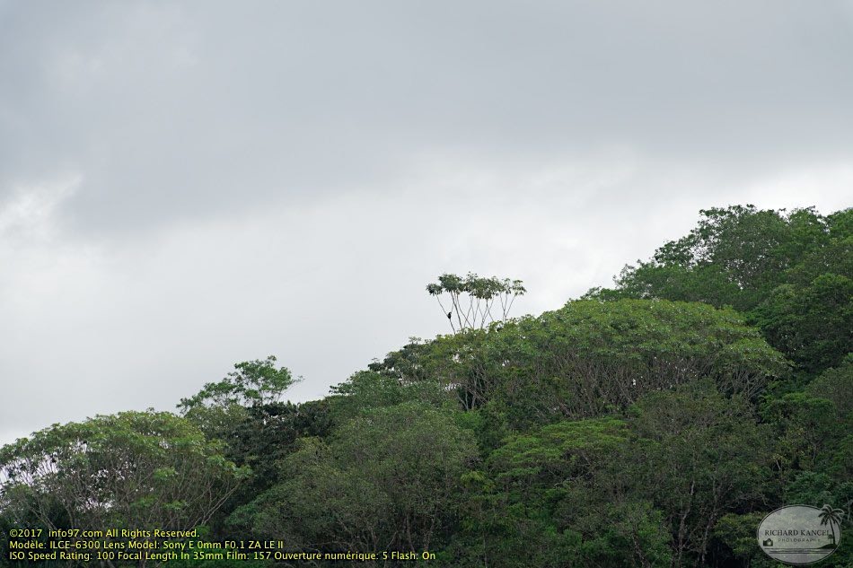 guyane057-marais-kaw.jpg