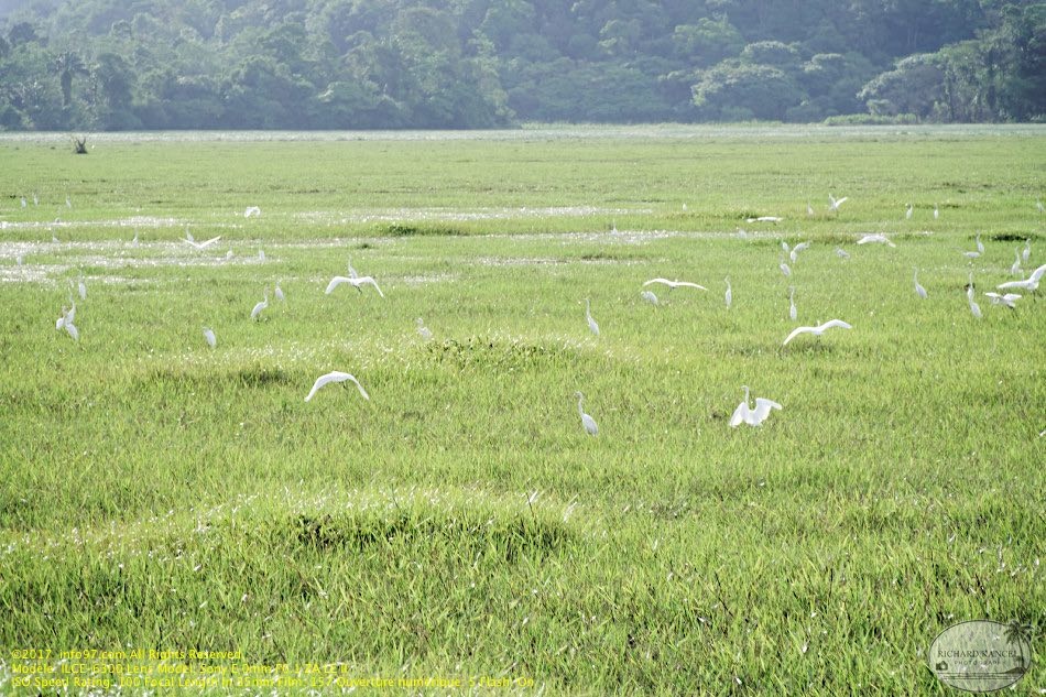 guyane067-marais-kaw.jpg