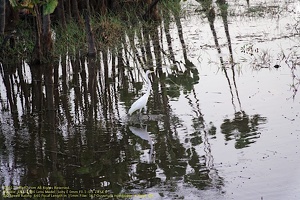 guyane095-marais-kaw