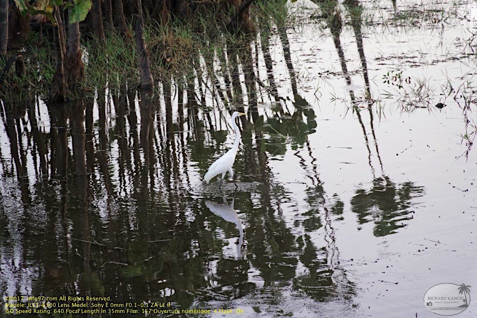guyane095-marais-kaw.jpg