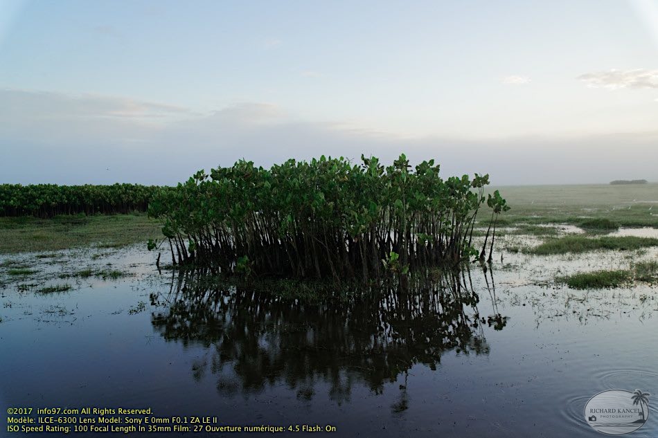 guyane097-marais-kaw.jpg