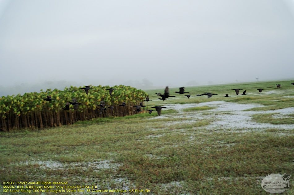 guyane106-marais-kaw.jpg