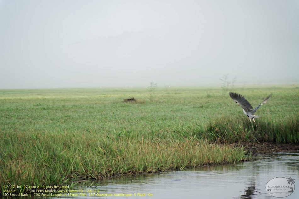 guyane108-marais-kaw.jpg