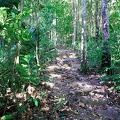 guyane01-montagne-des-singes.jpg