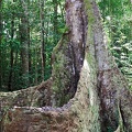 guyane15-montagne-des-singes.jpg