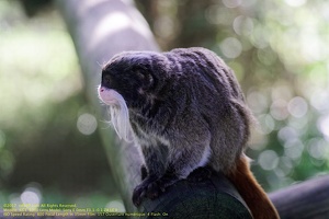 guyane03-zoo-cayenne