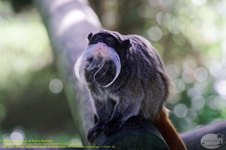 guyane05-zoo-cayenne.jpg