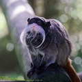 guyane05-zoo-cayenne.jpg
