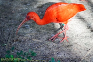 guyane10-zoo-cayenne