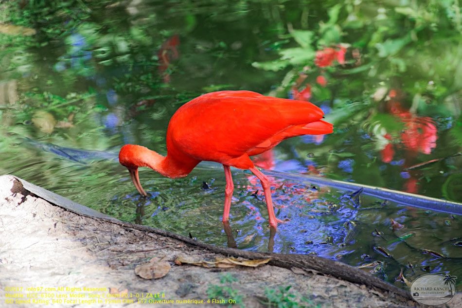 guyane12-zoo-cayenne.jpg