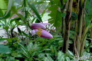 jardin-botanique-deshaies56