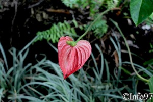 jardin-botanique-deshaies62