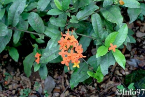 jardin-botanique-deshaies65