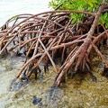 la-mangrove11