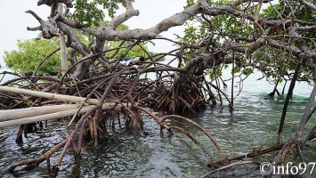 la-mangrove123