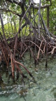 la-mangrove125