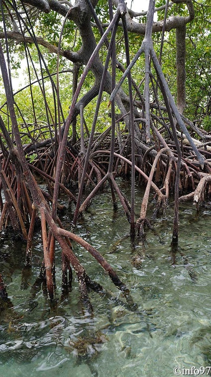 la-mangrove125.jpg