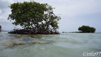 la-mangrove18