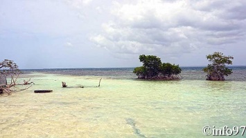 la-mangrove5