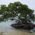 la-mangrove9