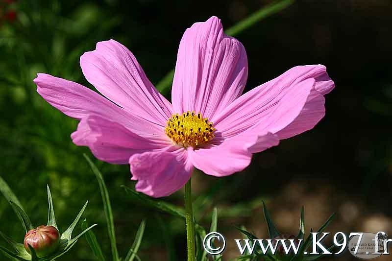 fleur17.jpg