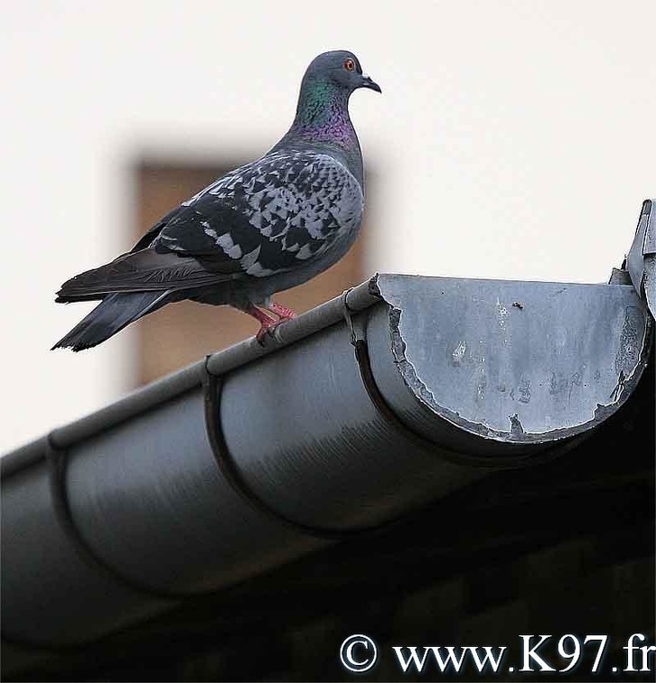 pigeon1.jpg