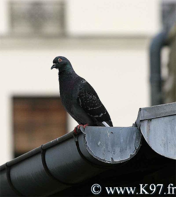 pigeon5.jpg