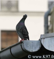 pigeon6