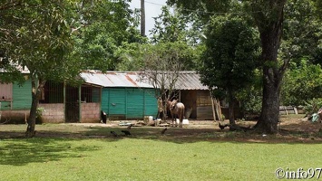 animaux-st-domingue2