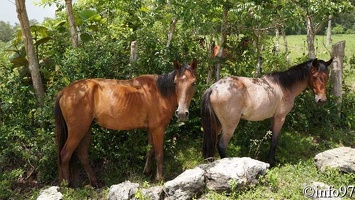 animaux-st-domingue8