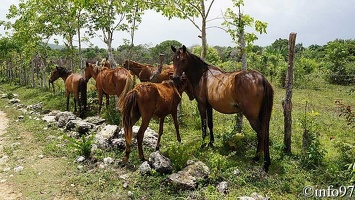 animaux-st-domingue9