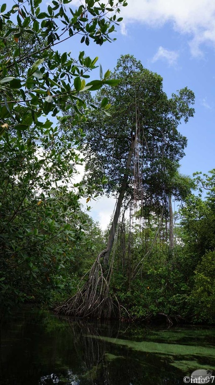 riviere-st25.jpg