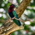 colibri6.jpg