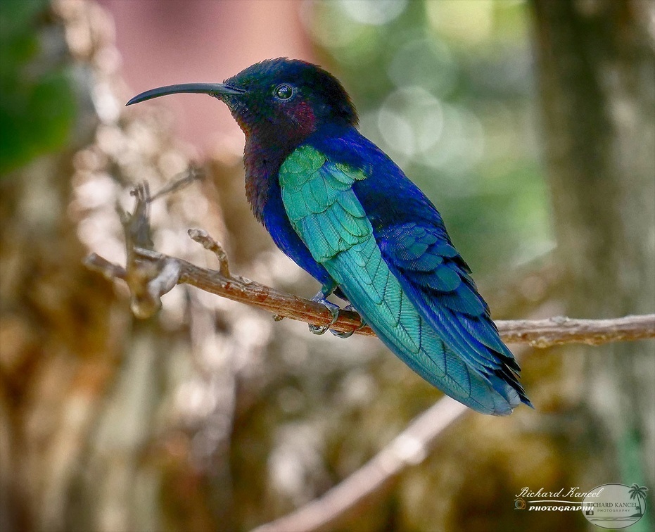 colibri7.jpg