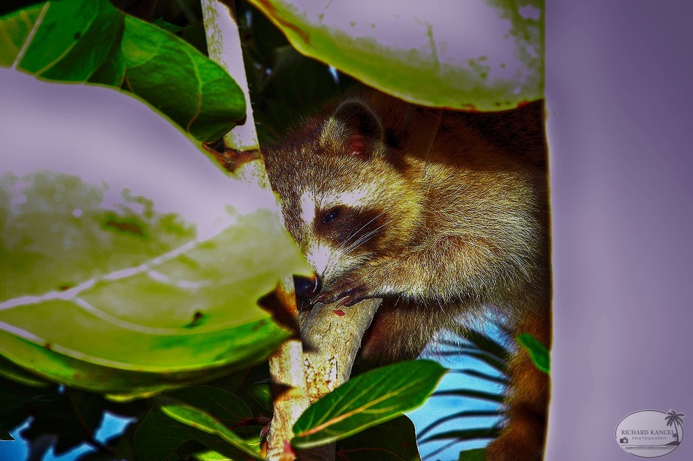 racoon-jardin.jpg