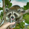 racoon-jardin3.jpg