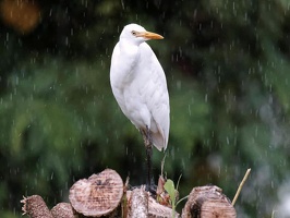 1aigrette