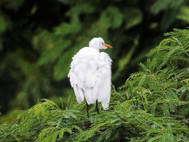 3aigrette