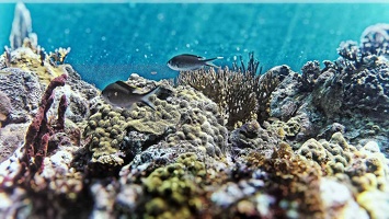 recif-corail