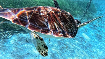 tortue-guadeloupe